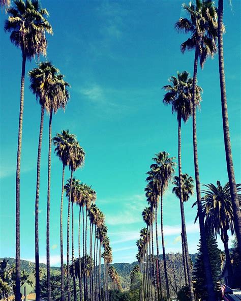 Palm Trees In Los Angeles California Palm Tree Lined Street Photo
