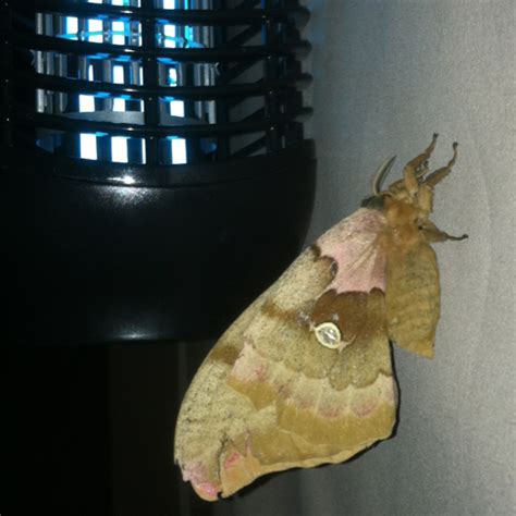 Polyphemus Moth Whats That Bug