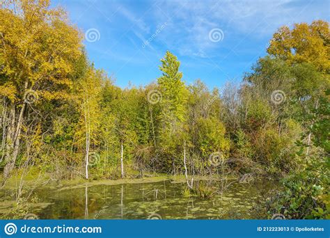 Quiet Lake In Forest Water Surface Is Covered With Islets Of River