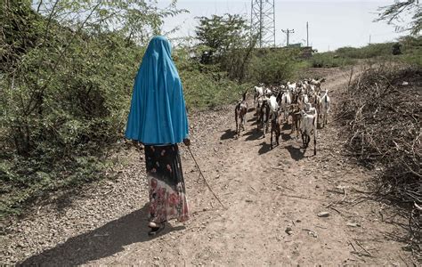 Ethiopia Is Facing A Devastating Drought And Food Aid May Soon Run Out