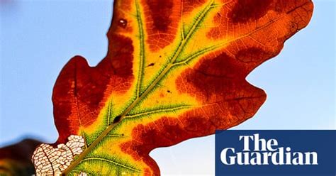 Autumn colours: your Green shoots photographs | Environment | The Guardian