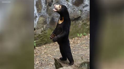 Sun Bears Are Not Humans In Disguise But They Deserve To Go Viral