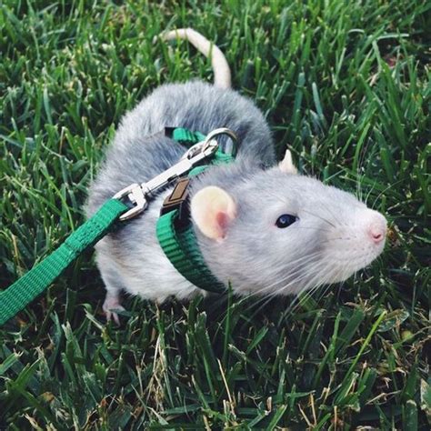 12 Reasons Why Rats Make The Best Pets Cute Rats Pet Rats Cute