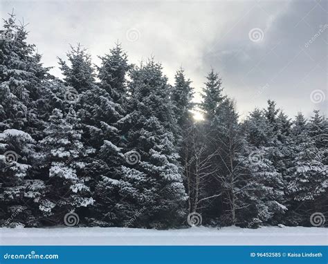 1223 Beautiful Pinetrees Stock Photos Free And Royalty Free Stock