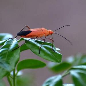 A welcome respite savvy travelers have come to know as the alo hotel by ayres in orange. Boxelder Bugs | Interstate Pest Management | Expert Pest Control serving Portland OR and ...