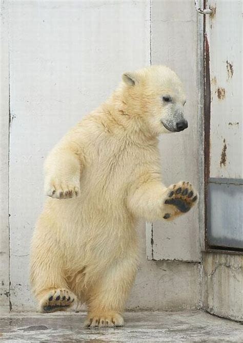 Funny Dance Of A Polar Bear 4 Pics