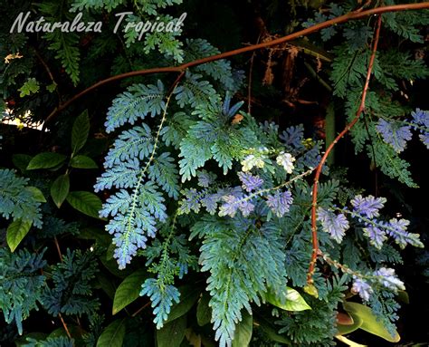 Naturaleza Tropical El Helecho Azul Una Planta Exótica Para Nuestro