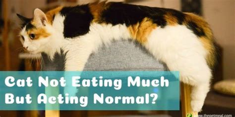 If your cat hasn't eaten for 24 hours, visit the vet! Why Cat Not Eating Much But Acting Normal | Cats, Cat care ...
