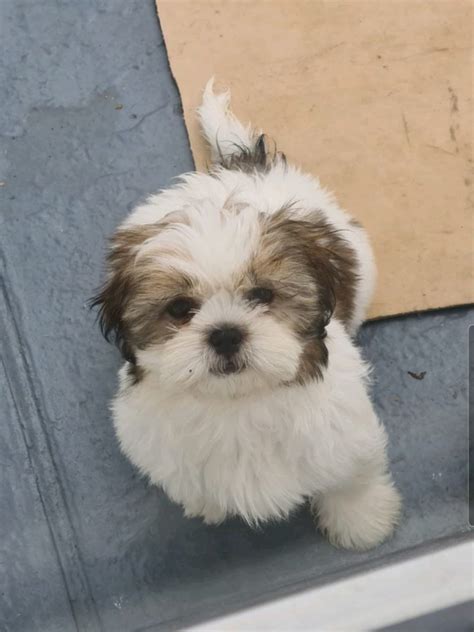 10 week old shih tzu puppy | Flake Ads, Free Ads, United Kingdom