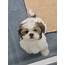 10 Week Old Shih Tzu Puppy  Flake Ads Free United Kingdom