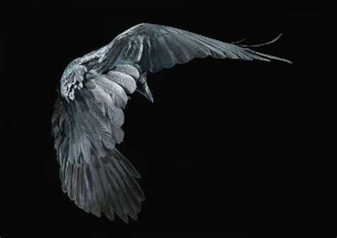 More Than Human Animal Portraits By Tim Flach Bird Photography Pet