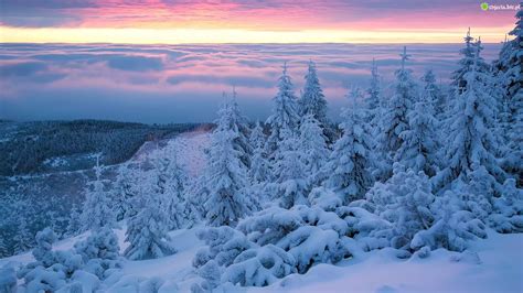 Zdjęcie Zima Śnieg Wschód Słońca Drzewa Świerki Góry Karkonosze