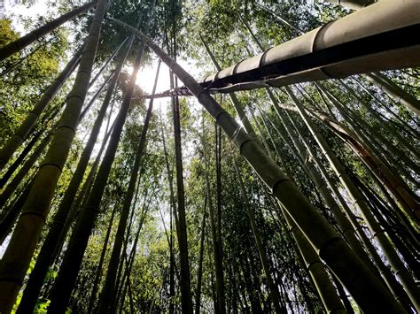 Bamboo Forest Of Northern Atlanta Chattahoochee River Atlanta
