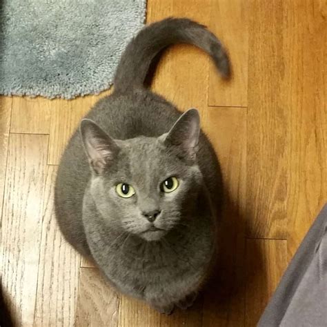 Your veterinarian will be able to spot problems and work with you to. Gainesville TX - Stunning Russian Blue Cat For Private ...