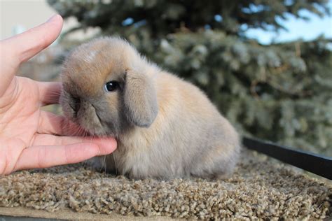 4 Weeks Old Holland Lop Baby Show Rabbits Holland Lop Bunnies Bunny