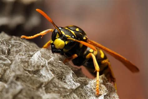 The Yellow Jacket Wasp Stock Photo By ©vladvitek 12714584