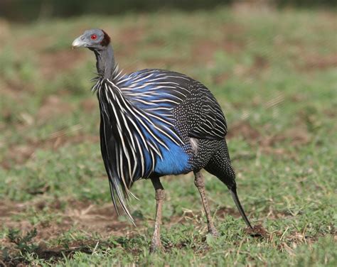 Vulturine Guinea Fowl Portrait Bird Breeds Central