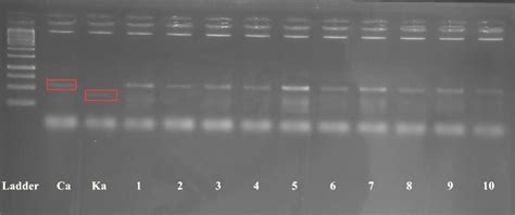 Visualization Of Dna Banding Pattern Using Ssr Marker Rm7601 Kitaake