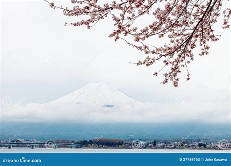 Mt Fuji And Pink Cherry Blossom In Japan Royalty Free Stock Photo