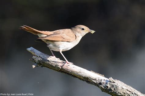Interesting Facts About Common Nightingales Just Fun Facts