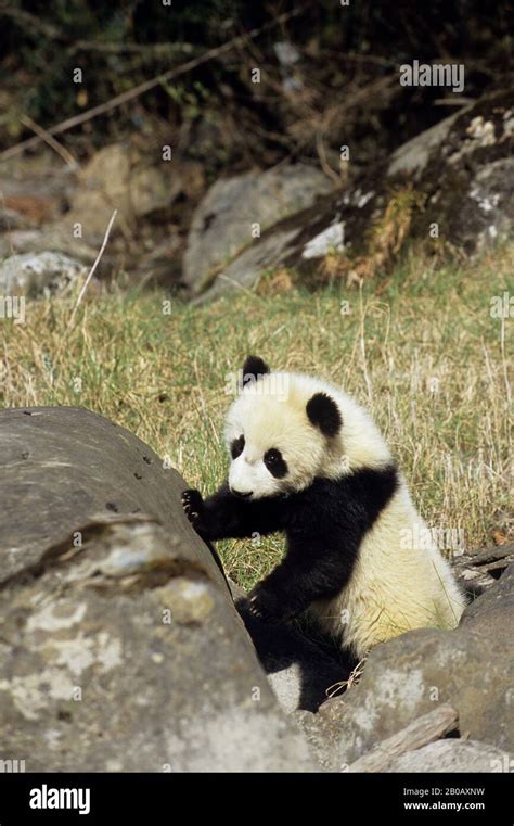 China Sichuan Province Wolong Panda Reserve Giant Panda Cub
