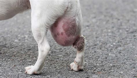 What Can Cause Bumps On A Dogs Skin