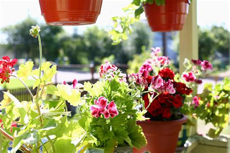 Die meisten dieser stauden sind pflegeleicht. Balkonpflanzen für den schattigen Balkon