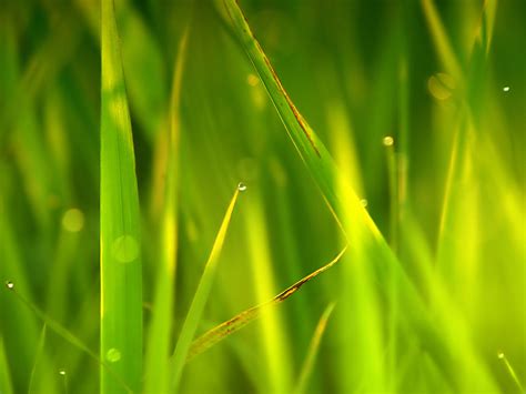 Gambar-Gambar Rumput yang Tinggi | wallpaper