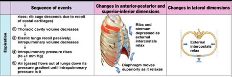 Associate Degree Nursing Physiology Review Basic Anatomy And