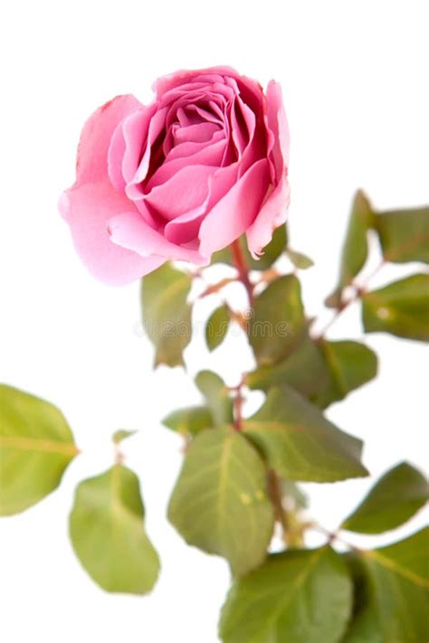 Pink Rose Stock Photo Image Of Pink Flower Isolated 12354658