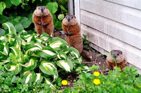 Protect Your Garden From Groundhogs Kellogg Garden Organics