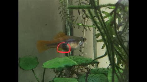Just Showing You All My Pregnant Female Swordtail Huge Stomach Youtube