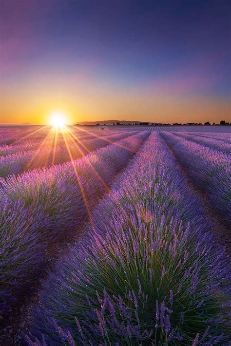Lavender Field Sunset Valensole France By Patrick Galibert Lavender