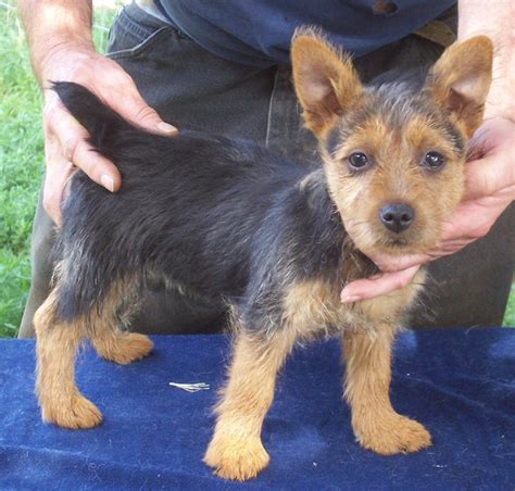 Puppies for sale near texas. Australian Terrier - Puppies, Rescue, Pictures ...
