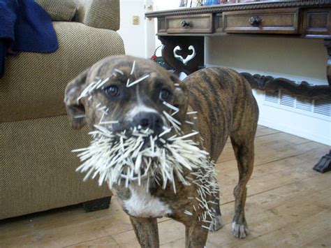 Most cacti can just be lift out of the ground easily and set in a box (left); The Prickly Problem With Porcupine Attacks on Dogs