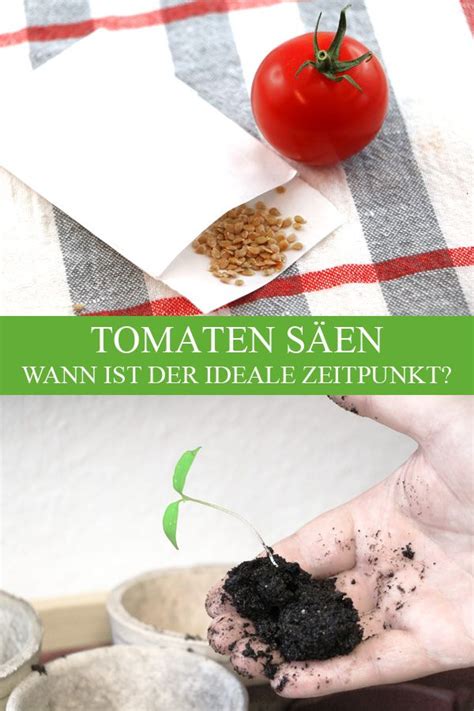 Die aussaat von tomatensamen ist einfacher, als sie denken. Tomaten aussäen | Tomaten säen, Tomaten, Tomaten pflanzen