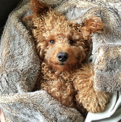 Samson The Dood Goldendoodle Is New Yorks Top Dog With 60k