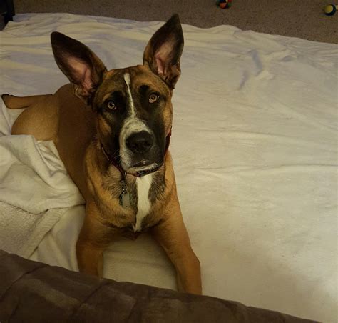 Taison created a poll — feeling blessed at ‎מקורות הירקון‎. Tyson | Modern Dog magazine