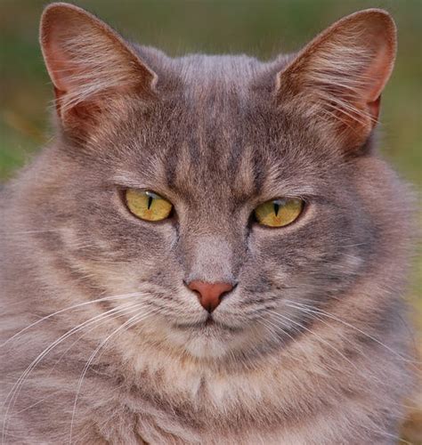 Gray Tabby Cat · Free Stock Photo