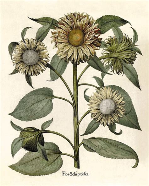 Sunflower Art Print Antique Prints Flower Art Print Botanical Etsy