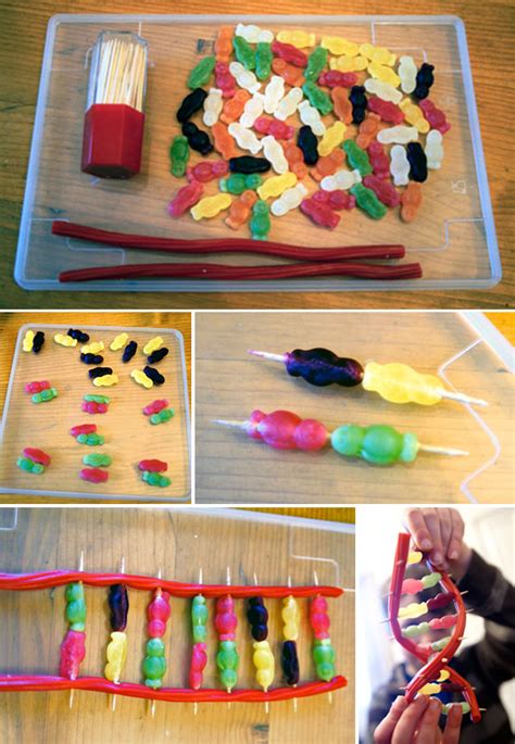 Deoxyribonucleic acid (dna) is a molecule that contains the biological instructions that make each species unique. How to Make DNA with Jelly Babies and Licorice - Neatorama