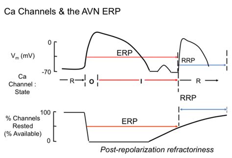 Patients who have avnrt generally have dual atrioventricular nodal physiology and the ability for a reentrant arrhythmia to occur involving the atrioventricular (av) node and the. introduction_to_cardiac_physiology_electrophysiology ...