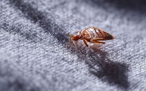 How Do You Know If You Have Bedbugs Readers Digest