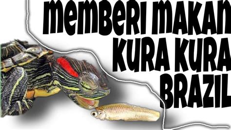Juga didukung dengan lemak yang terdapat diseluruh tubuhnya. Memberi makan kura kura brazil - YouTube