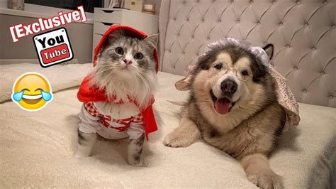 When You Dress Your Pets Up Cutest Ever Youtube