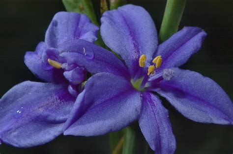 Sending flowers has become very easy with ace flowers, the shop in texas, usa. Photo 741-01: Blue star flowers of Aristea ecklonii in ...
