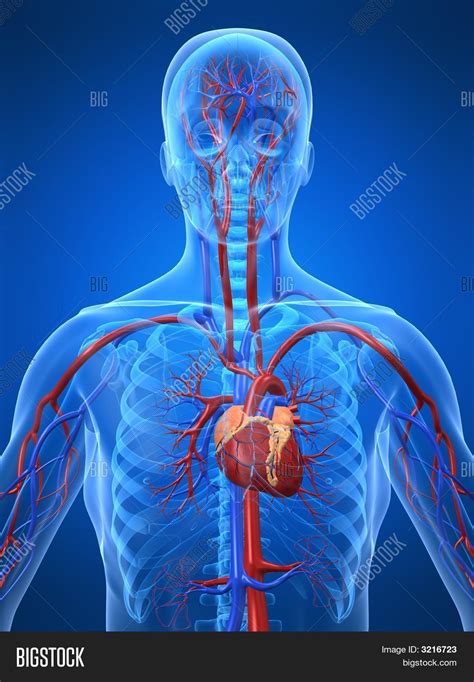 Cardiovascular System Image Photo Free Trial Bigstock