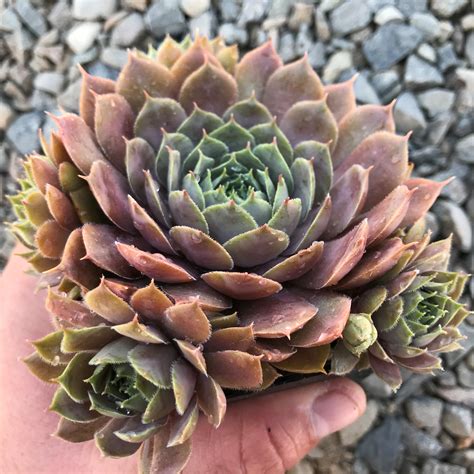 Sempervivum Magnificum Hens And Chicks 35 Pot Little Prince To Go