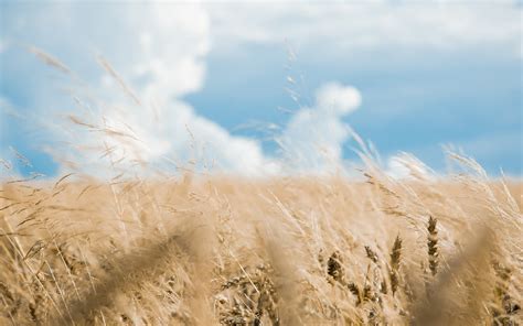 Wallpaper Sunlight Landscape Nature Sand Sky Field Wind