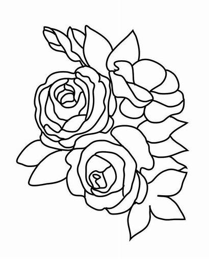 Coloring Roses Rose Pages Flower Three Drawing